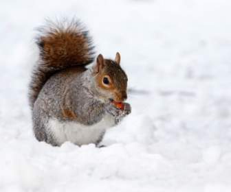 Eichhörnchen Im Winter