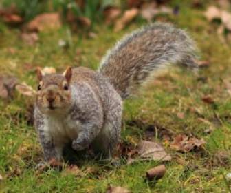 Squirrel On Grass