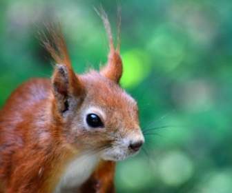 Eichhörnchen-Haustiere-Natur