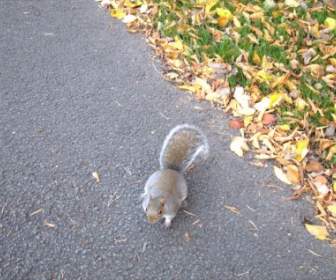 Squirrel Says Hi