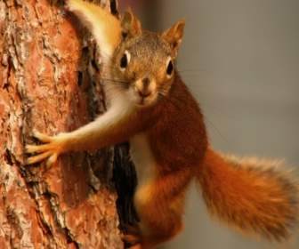 Eichhörnchen Bilder-sonstige Tiere
