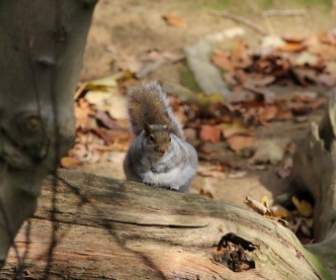 다람쥐 야생 동물 자연
