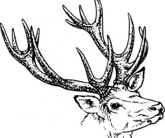 Stag 头剪贴画