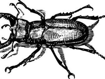 Staghorn Beetle Clip Art
