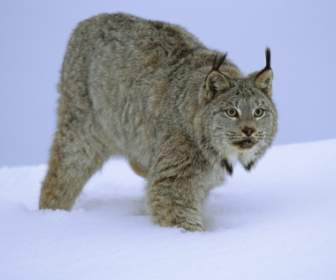 ลิงซ์แคนาดา Stalking วอลล์เปเปอร์สัตว์แมวใหญ่