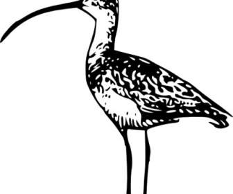 Standing Bird Billed Clip Art