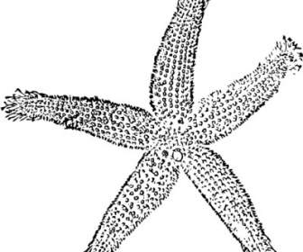 Star Fish Clip Art