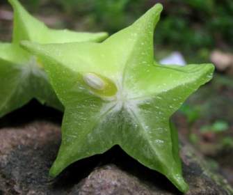 Star Fruit Carambolier Carambole