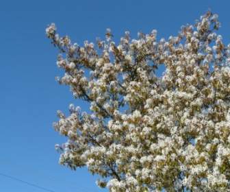 Bintang Magnolie Pohon Magnolia Via Pietro Aldi