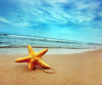 Estrela Do Mar Sobre A Fotografia De Praia