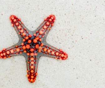 Starfish Sea Africa