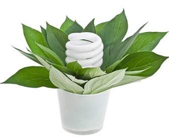 녹색 식물과 Energysaving 램프의 포토