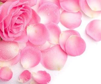 Stock Photo Of Pink Rose Petals