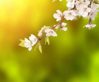 Stock Photo Of Spring Background Hd Picture
