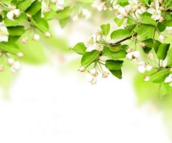 Stock Photo Of Spring Background Hd Picture