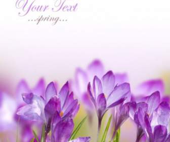 Stock Photo Of Spring Flowers Definition Picture