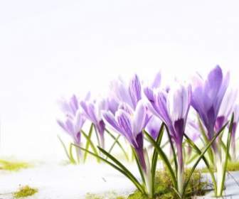 Stock Photo Of Spring Flowers Hd Picture