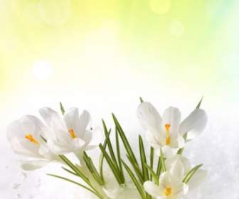 Stock Photo Of Spring Flowers Hd Pictures