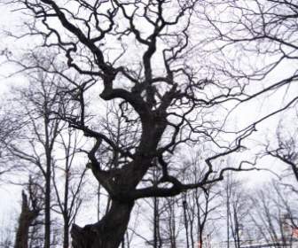 ストックホルムの冬の木