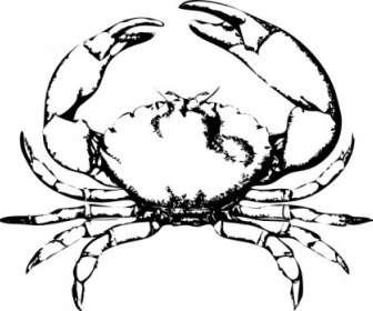 Stone Crab-ClipArt