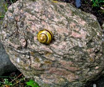 stone nature shell