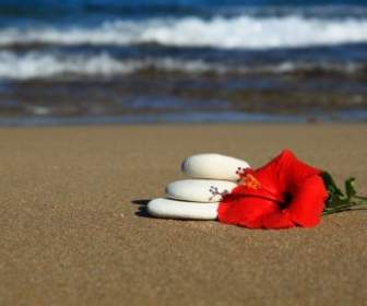 ก้อนหินและดอกไม้ในทราย