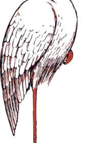 Storch ClipArt