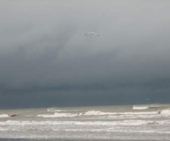 Stormy Skies Ocean Seagull