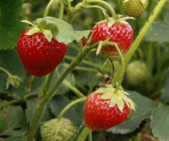 Strawberries Fruit Mature