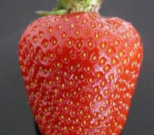 草莓果实红