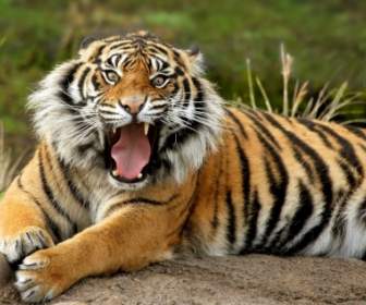 Tigre De Sumatra Animais De Tigres De Papel De Parede