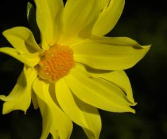 summer dahlia yellow