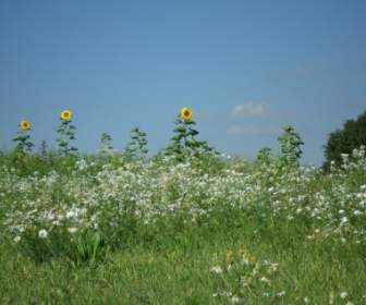 Summer Flower Meadow Chamomile