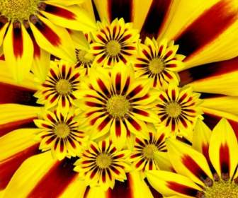 summer flower sun yellow