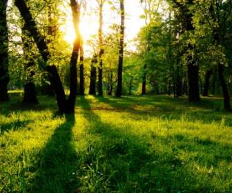 Sol Entre árvores Papel De Parede Paisagem Natureza