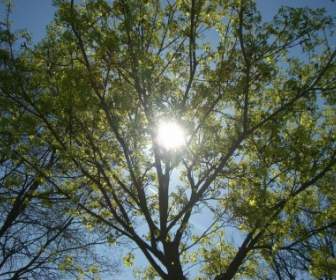 شجرة خضراء الشمس زرقاء