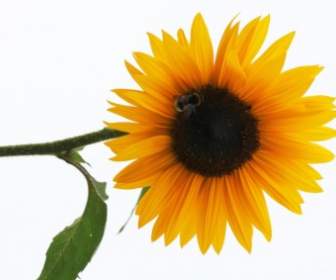 太陽花花卉性質
