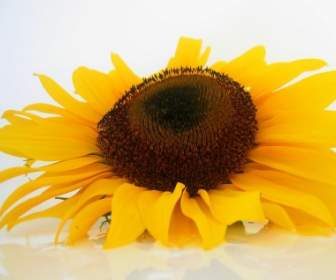 太陽の花の花ヒマワリ
