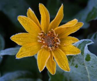 sun flower frost ice