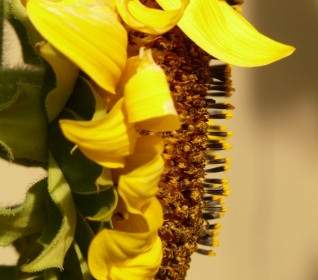 Sun Flower Helianthus Annuus Flower