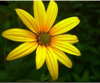 sun hat yellow flower