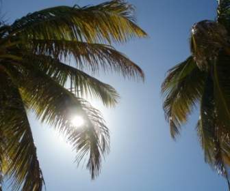 陽光棕櫚樹天空