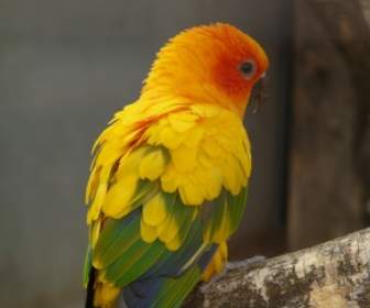 Amerika Selatan Burung Beo Parkit Matahari
