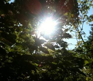 木 々の間を輝く太陽