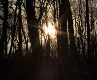 陽光穿過樹林