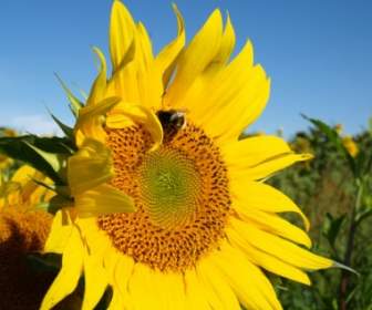 Sun Sun цветок Hummel