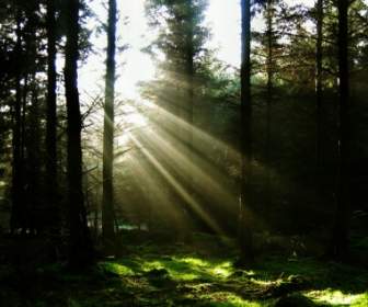 Sol A Través De La Naturaleza De Paisaje De Fondo De Pantalla De árboles