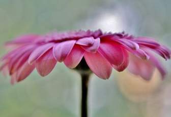 ซันวิงดอกไม้สีชมพู