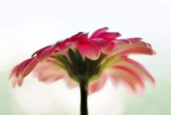 Sun Wing Flower Pink