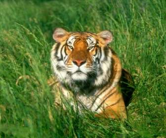 Tigre De Bengala Sunbather Animais De Tigres De Papel De Parede